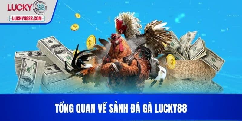 ĐÁ GÀ LUCKY88 1 Tổng quan về sảnh Đá Gà LUCKY88